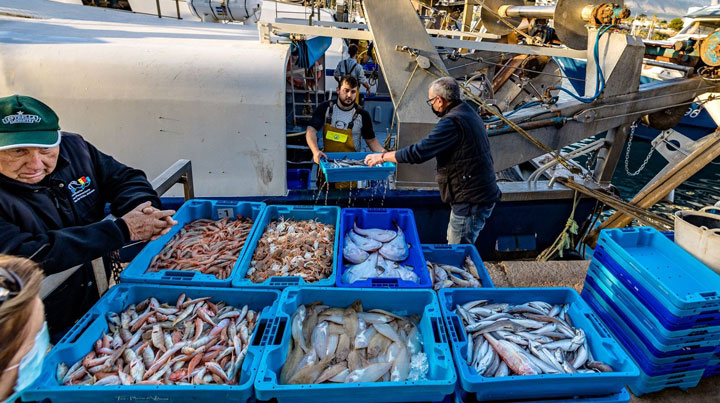 angeltourenspanien.de Villajoyosa: Besuch des Hafens und des Fischmarkts 